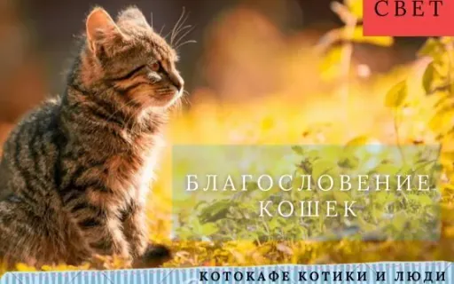Благословение животных: как кошек благословляют в разных странах и религиях