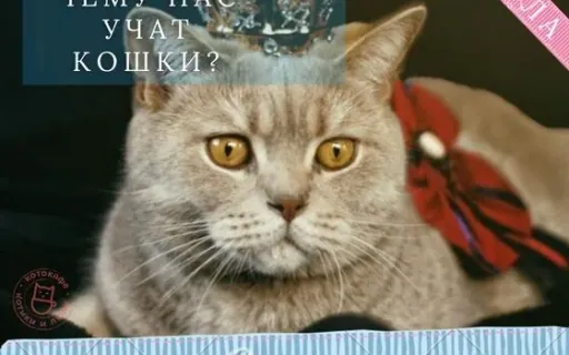 Чему кошки могут научить нас