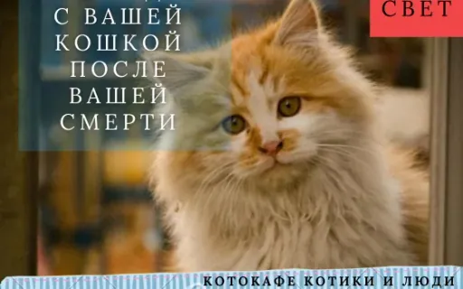 Что произойдет с вашей кошкой после вашей смерти