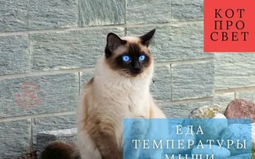 День пищевого удовольствия для кошки: зачем подогревать влажный корм и как это улучшает жизнь питомца