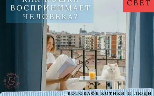 Как кошка видит человека: не хозяин, а партнёр и «свой»