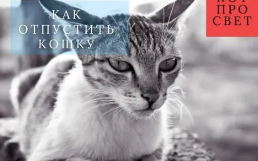 Как понять, что кошку пора отпустить: шкала качества жизни HHHHHMM