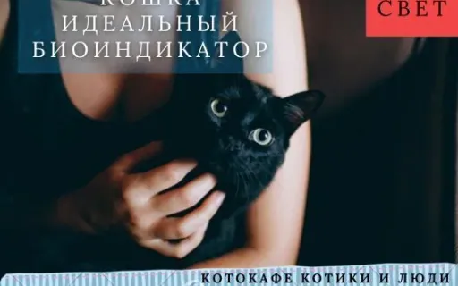 Кошка — главный датчик вашего дома: как она чувствует болезни, плесень и токсичные газы