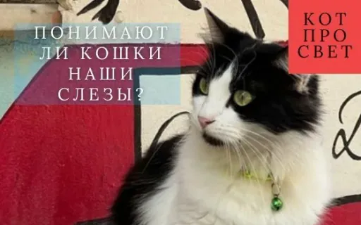 Кот понимает, что вы плачете? Да — и вот доказательства