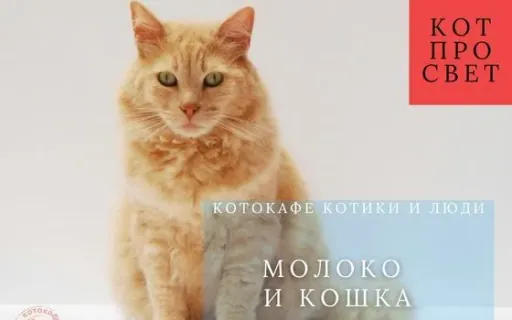 Молоко и кошки: миф, биология и культурная память