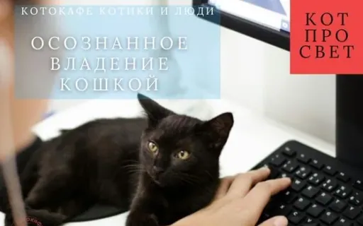 Осознанное владение кошкой