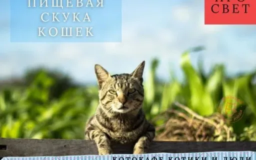 Пищевая скука кошки: как вернуть аппетит?