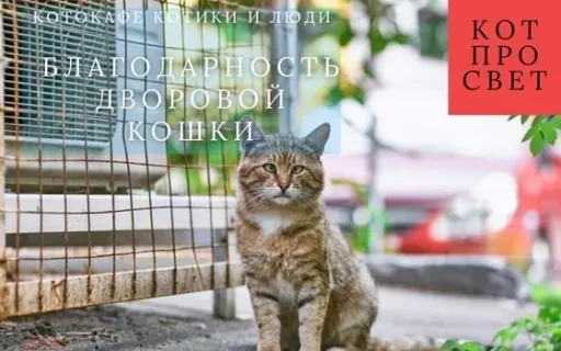 Почему беспородные кошки ласковее породистых: 6 доказанных причин и трогательные истории спасения