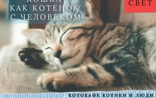 Почему домашняя кошка ведёт себя с человеком как котёнок: неотения и привязанность