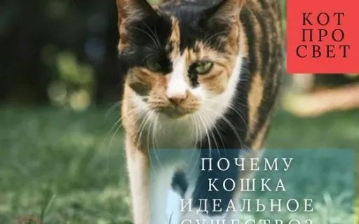 Почему кошка - идеальное биологическое существо?