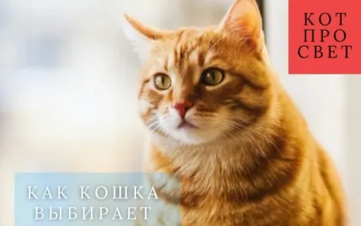 Почему кошка любит только одного человека? 7 скрытых критериев выбора