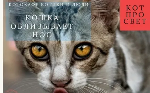 Почему кошка облизывает нос?