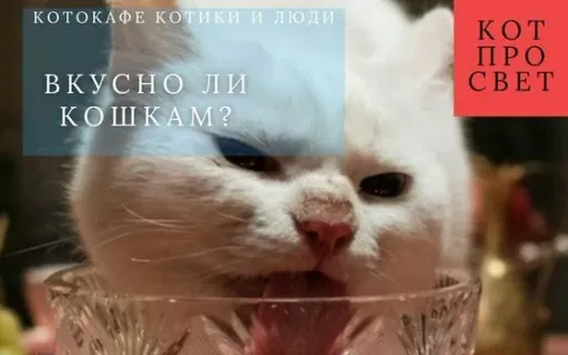 Почему кошкам вкусно: тайны вкуса, запаха и «свежеубитой мыши»