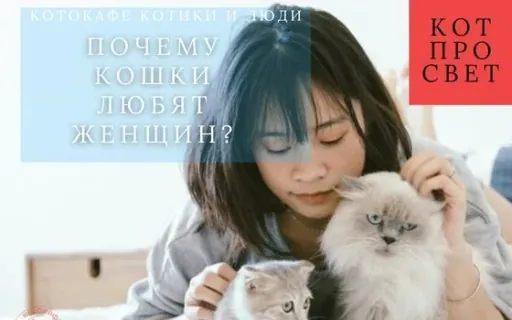 Почему кошки чаще выбирают женщин: наука о запахах, голосе и кошачьей речи