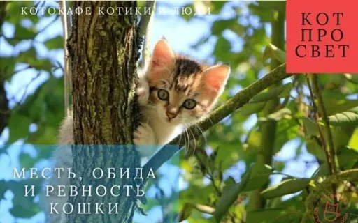 Почему кошки не мстят и не ревнуют: научное объяснение эмоций и поведения кошек