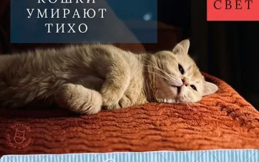 Почему кошки умирают тихо