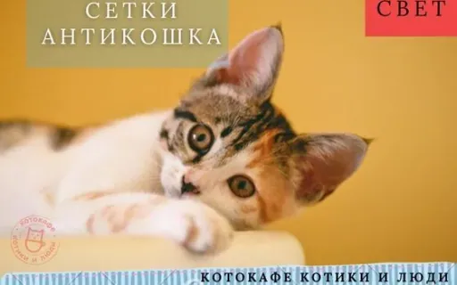 Сетки-антикошка: как выбрать безопасную защиту для окон