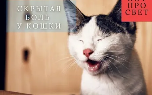 Скрытая боль у кошек: 10 признаков, которые не замечают даже опытные хозяева