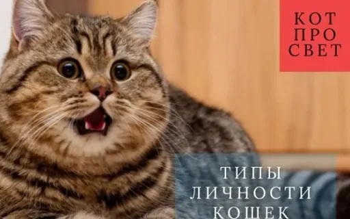 Типы личности кошек: почему одни «прилипалы», а другие независимые