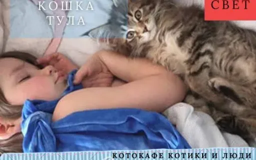 Тула — кошка, которая изменила жизнь девочке с РАС: настоящая история, подтверждённая исследованиями