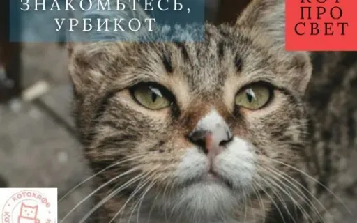 Урбикот — рождение новой кошки