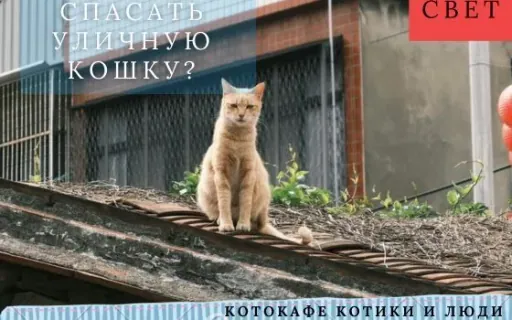 Всегда ли нужно забирать кошку с улицы?